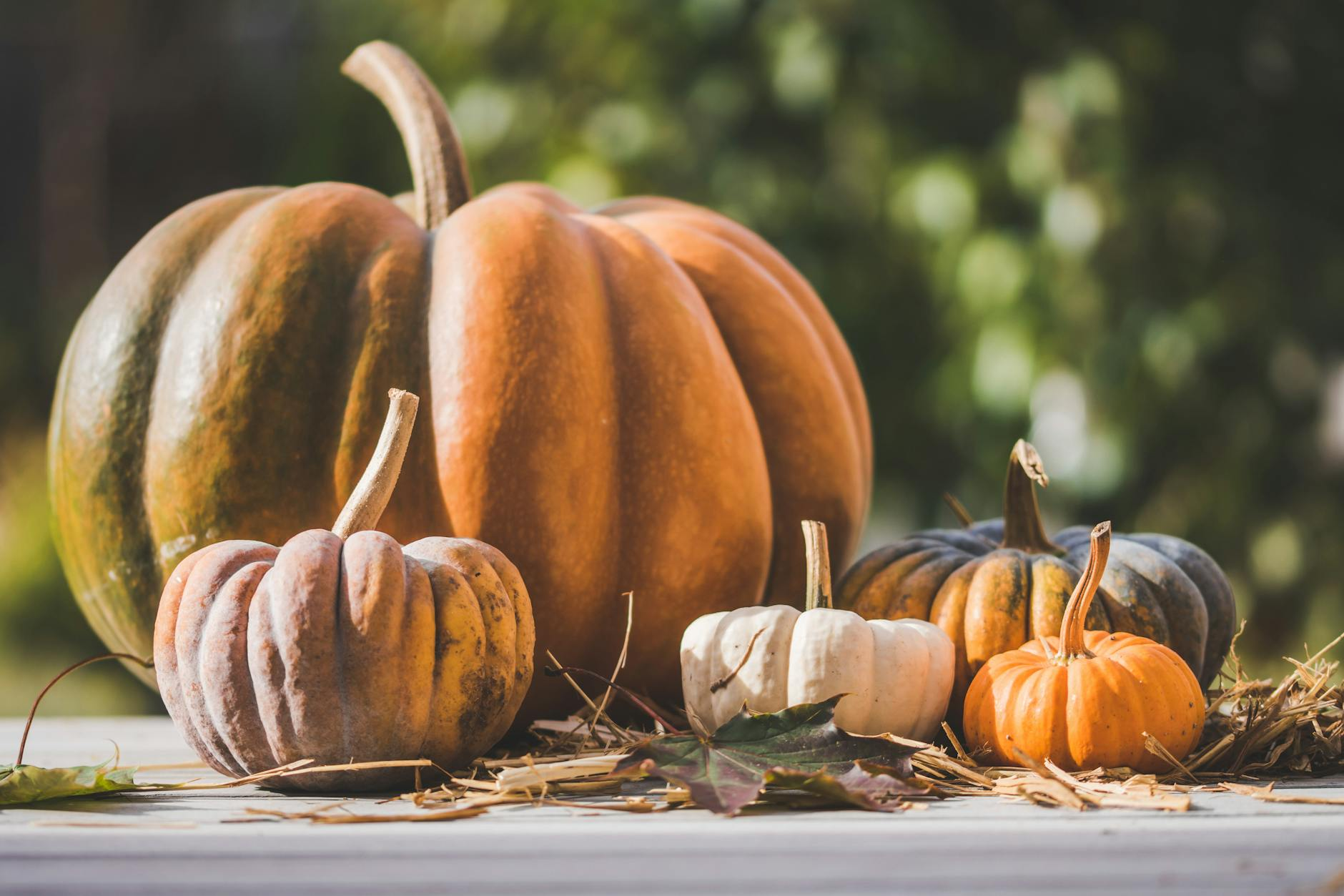 Fall Trends 2025: 6 Cozy Home Décor Staples You’ll Love